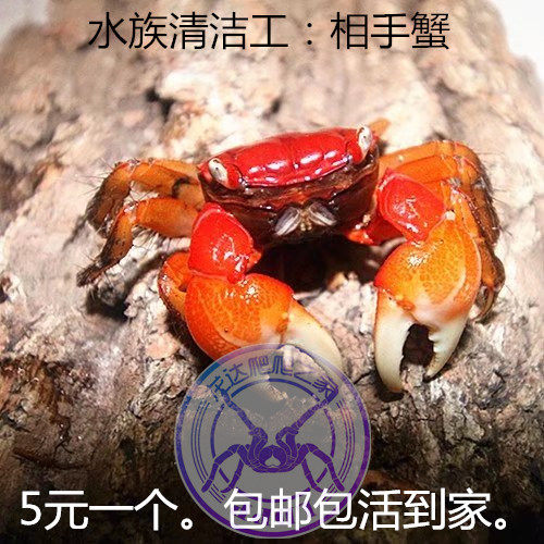Pet phase hand crab living crab mini pepper crab hermit crab hook crab river crab cold water raising animal