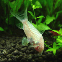 Mouse fish scavenger tool fish Golden Moss beard Fish Big Sail White clean fish bottom fish ornamental fish ornamental fish live