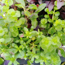 Golden grass fish tank aquatic plant landscaping package hydroponic lazy Moss oxygen negative centipede grass sunken wood water Banyan