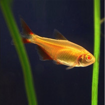 Angel fish living tropical ornamental fish small freshwater good grass tank goldfish fry traffic light family zebra