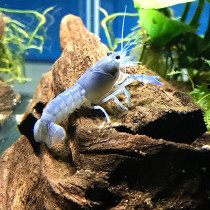 Blue Florida artificial crayfish White orange dragon pattern ornamental Sky Blue Devil shrimp live pet freshwater crayfish