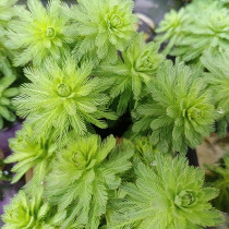 Feather grass fish tank aquatic plant landscaping package hydroponic lazy Moss oxygen negative centipede grass sunken wood water Banyan