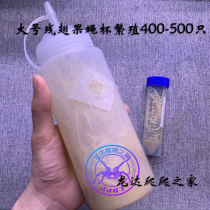 Reptile Reptile Body Feed Size Fruit Fly Residual winged Drosophila Drosophila Drosophila Fruit Fly Cup Mantis Jump Spider Pet Rations