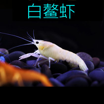 White shrimp ornamental shrimp freshwater live cold water pet Sky Blue Devil shrimp grass tank pet volcano destroyer shrimp