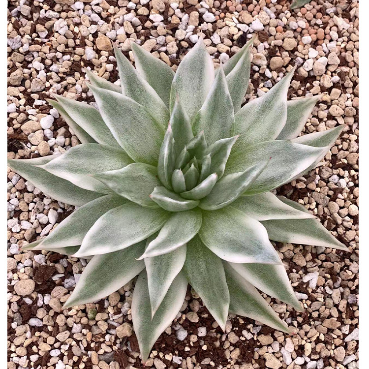 T07 26th (081 No. -100) (Korean multimeat live) Wonder Woman Sedum Boutique East Cloud Old Pile