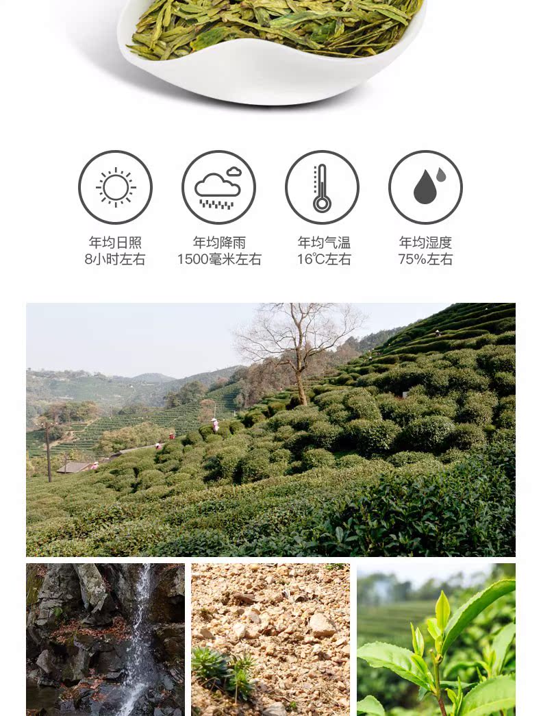 翁广喜 特AA级 明前狮峰龙井 100g 礼盒装 图11