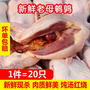 Свежий большой перепелов мясо замороженные перепелиные белая полоса теперь убивает живое тела тушеное тушеное туш