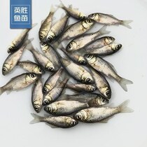 Grass Fry fat floral headdress I silver carp carp carp carp fish fish fish fish White Water White Pomfret