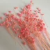 Chất liệu hoa vĩnh cửu với đậu giàu cỏ Đậu keo 1 g DIY hướng dẫn sử dụng gói hoa hộp trang trí tùy chỉnh chế biến - Trang trí nội thất đồ trang trí nội thất Trang trí nội thất