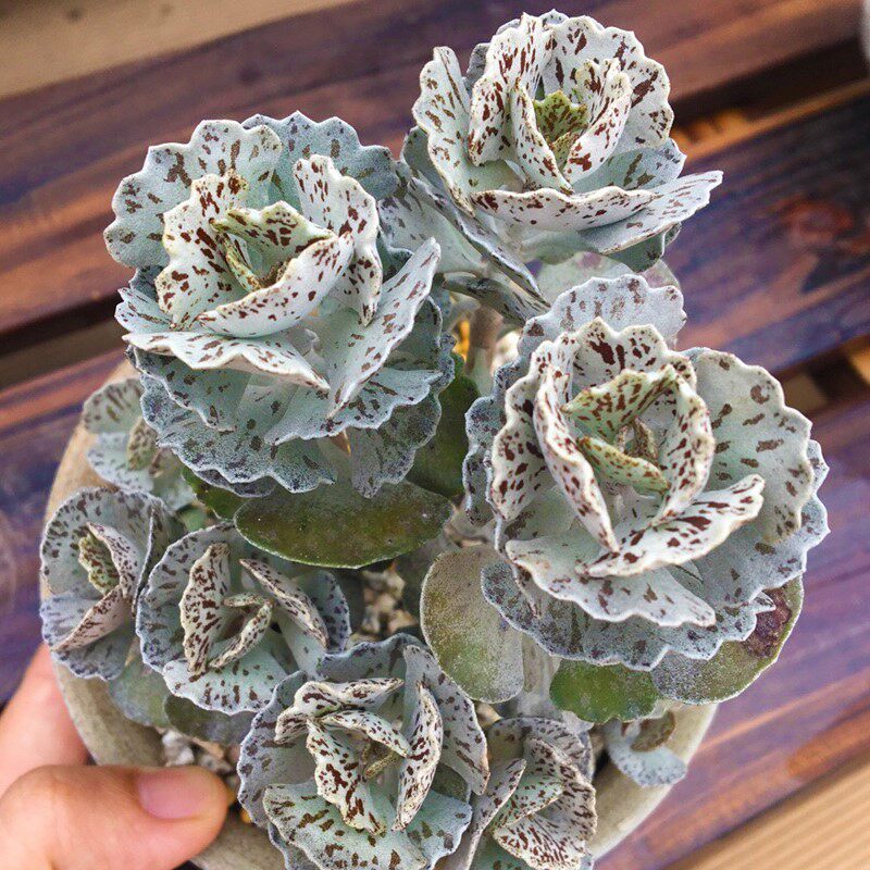 Beautiful bird fan succulent plant fan bird Ji Gong office green plant flower gardening combination potted mini funny Moe