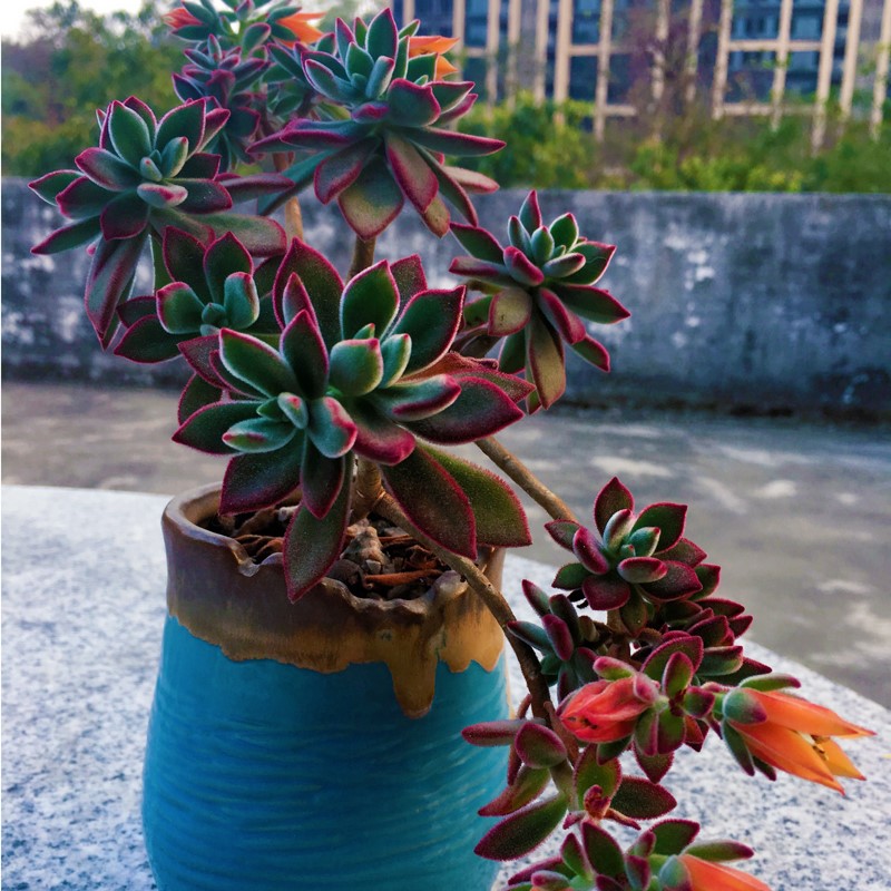 Beautiful brocade dangling star Big group of long long old pile succulents Red rabbit ear Meng meat Blue Peach Qiro Voldemort green plant