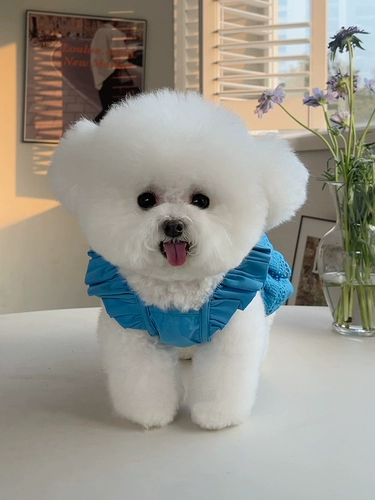 Одежда для домашних животных весна и летняя новая корейская рукавая кружевная юбка Тедди Бишон Медведь собака кошка Тонкая тяговая одежда