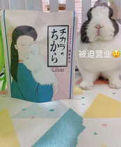 Qiqi with Japanese wooly rabbit to strengthen the source of vitality 80 chinchilla rabbit hamster health care
