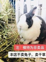 Meng Qiqi's 2021 Timothy Rabbit Totoro Molar Hay 500g Pack