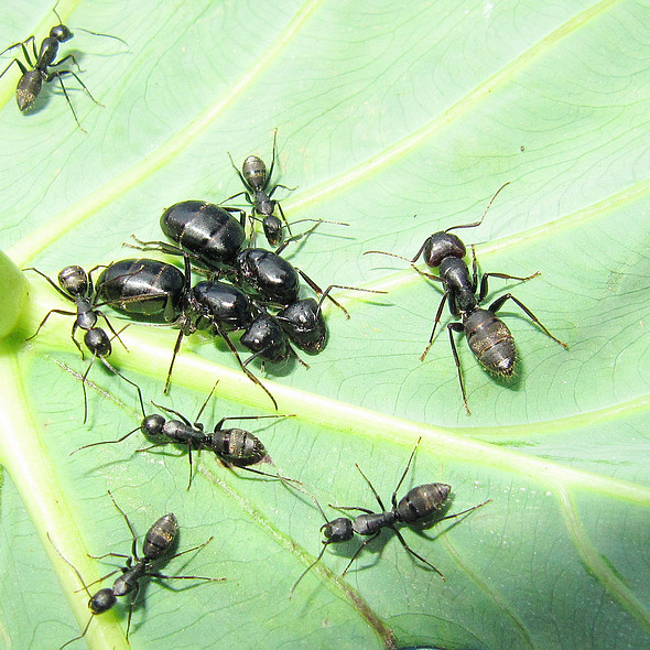 Japanese Camponotus japonicus pet ant castle live queen ant colony