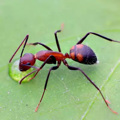 Nicobar bow-backed ant C nicobaresis pet ant queen colony live birthday gift photography