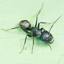 Japanese Bow Ant Camponotus japonicus Pet Ant Castle Living Queen