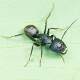 Japanese Camponotus japonicus pet ant castle live queen ant colony