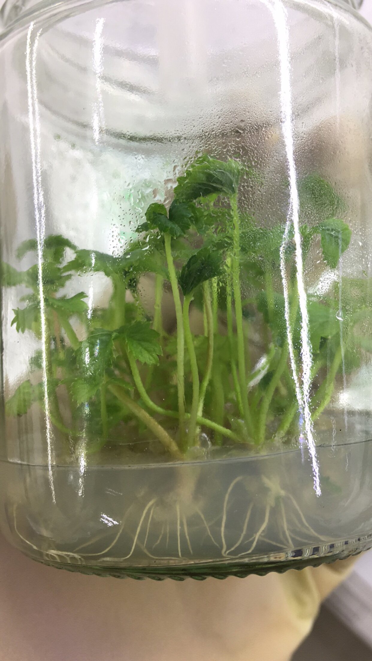 植物爱好者店铺