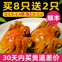 Spot hairy crab male 3-3 4 mother 2-2 4 two 8 only send 2 gift box fresh crabs Suzhou Yangchenghu Town