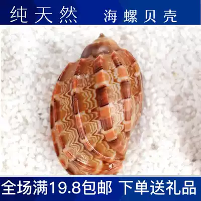 Natural conch big shell pipa snail carambola snail hermit crab roll fish fish tank landscape starfish ornaments ornaments