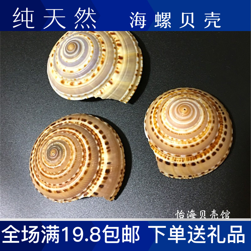 Large wheel screw cap screw sea shell fish tank aquarium scenic wedding celebration photo prop terrace decoration