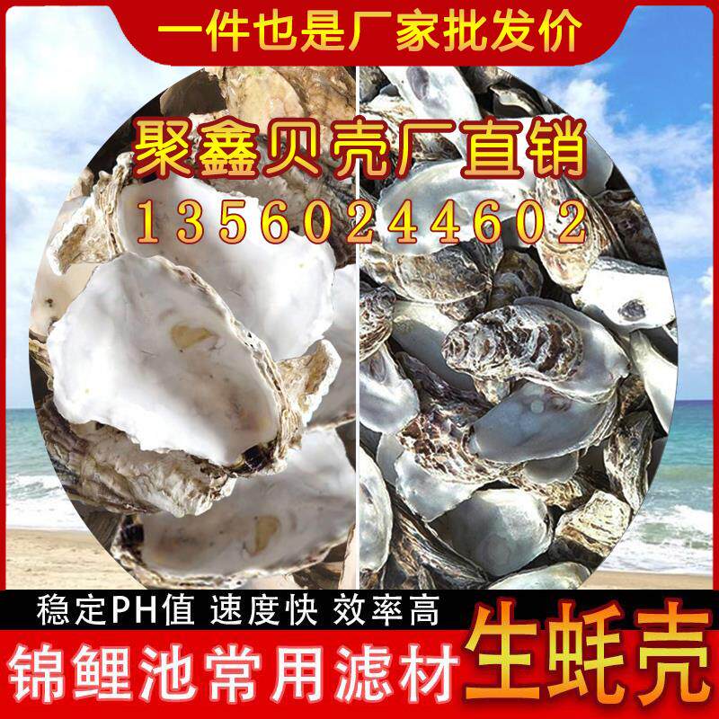 Natural oyster shell seashells Decorative Masonry Wall Handicraft Fish Tortoise Over Filter filter Water Quality Barbecue Oyster Shell-Taobao