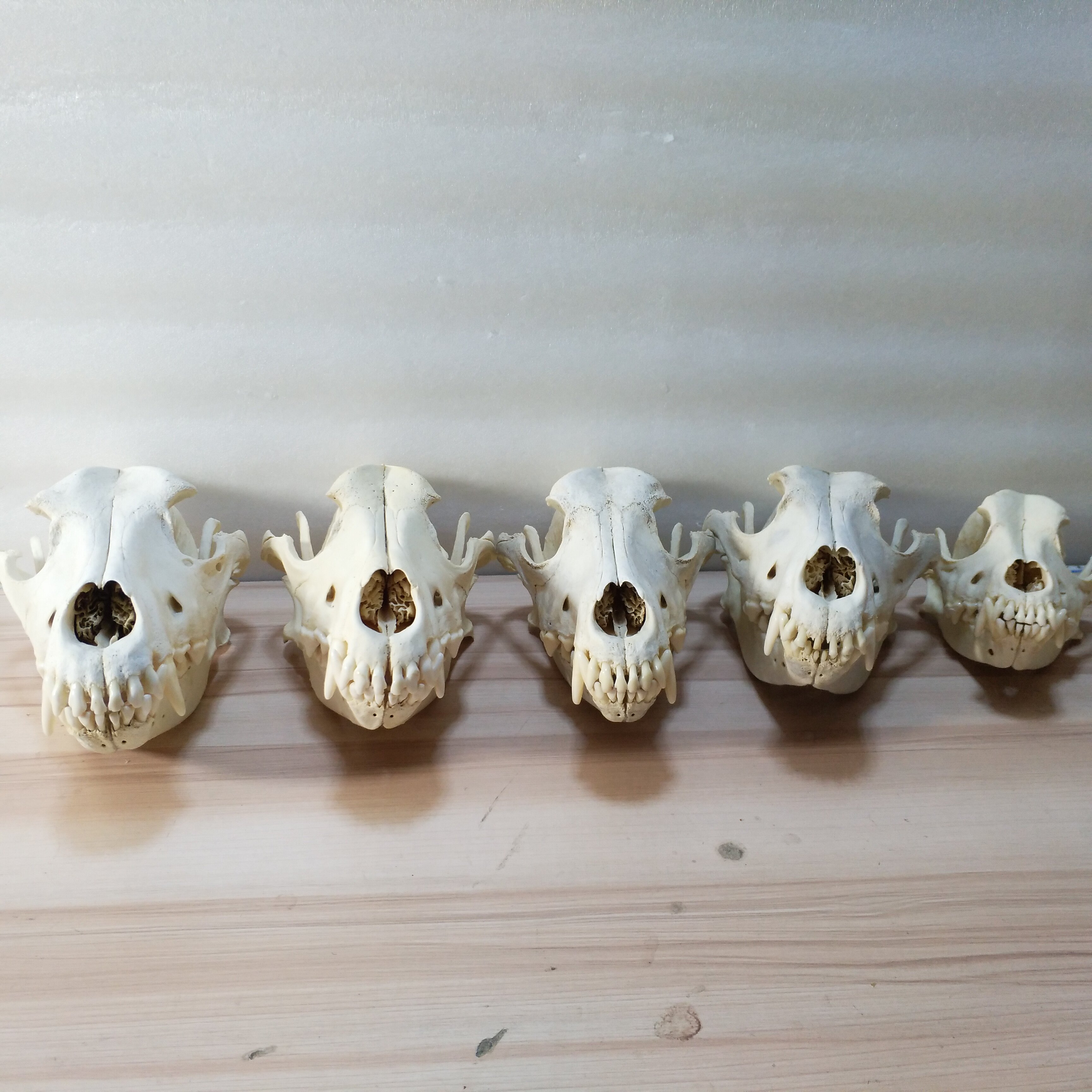 普通犬頭骨狗頭骨骼標本狗骨骼模型真骨模型非樹脂教學用