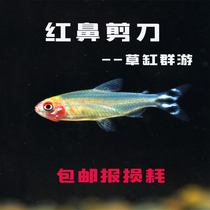 Red Nose scissors lamp fish grass tank group tour small tropical fish ornamental fish live fresh water pet fish mixed culture