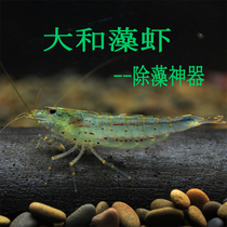 Big River algae shrimp eat green algae algae straw tank algae algae algae algae shrimp live shrimp package pet shrimp tropical freshwater Yamato