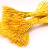 Натуральная золотая пшеничная уши сухой цветок букет Открытие уши Дамай Цветочная корзина гостиная Новая китайская пастырская декоративная декоративная орнамент уши рис