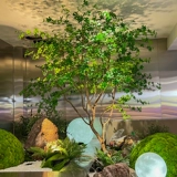 Моделирование японское висящее дерево дерева окна лошадь лошадь пьяная деревянная северная серия -рассеяние крупные фальшивые деревья озеленение зеленое растение в помещении и на открытом воздухе