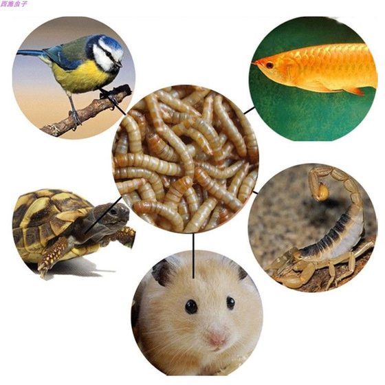 Breadworm live mealworm live insect parrot fish arowana turtle thrush bird stone frog feed