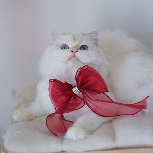 Кошка и собака окружают шейные воротнички для воротничков марионет