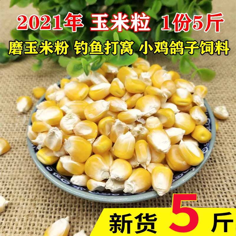 New corn grains old corn farmers home-made bulk dry corn kernels fishing nest chicken pigeon feed