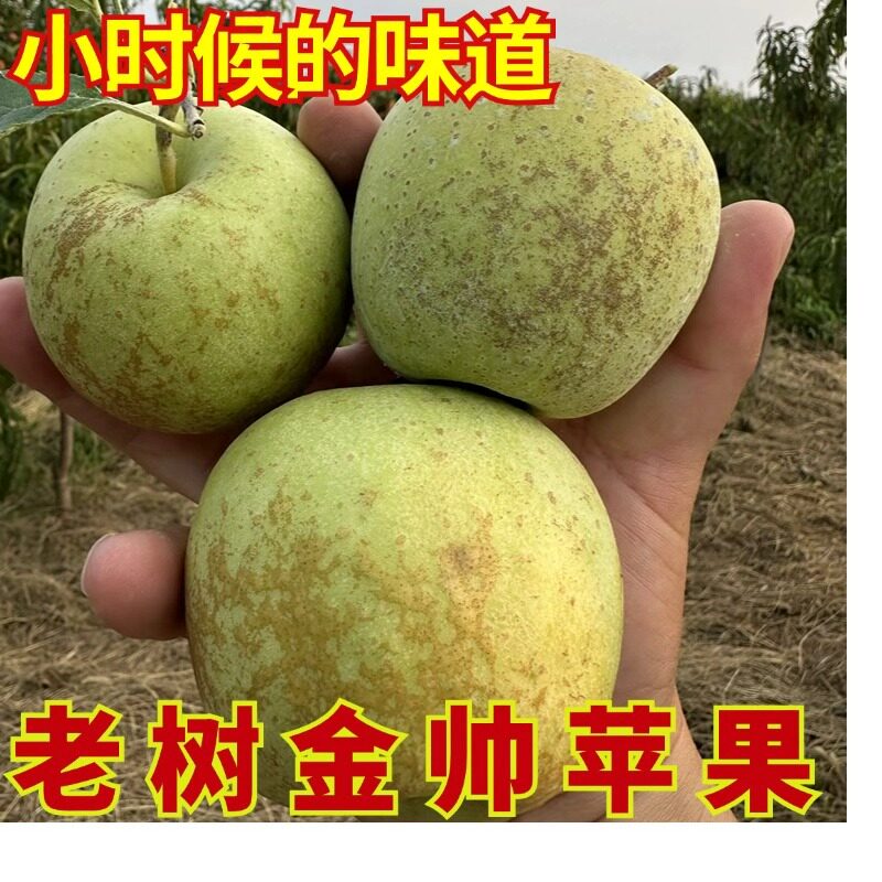 丰县老品种金帅果园