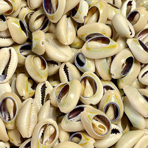 Natural conch shells golden edge shells gray edge shells drilled clothing accessories DIY fish tank aquarium handmade decoration