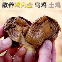 Chicken inner gold conditioning spleen and stomach children raw chicken inner gold tablets adult fried chicken inner gold powder Chinese herbal medicine chicken gizzard skin 250g dry