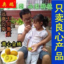 Yellow Heart Macaque Peach Golden Bright Henan West Isthmus Deep Mountain Fresh Farmhouse Self-Produced And Now Found With Five Catties Of Golden Peach Chic Exotic Fruits.