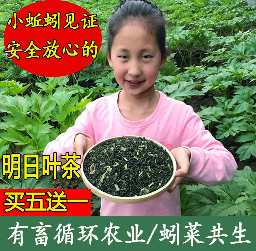 Japanese Ashitaba Tea Chalcone Ashitaba Dried Stems and Leaves Handmade Tea Dried Products Natural Farming Method Planting Conscience Quality