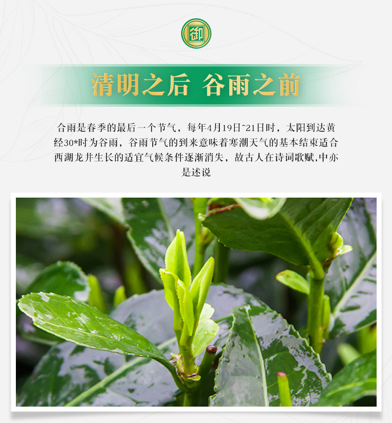 浙江老字号  御牌 2019新茶 老茶客西湖龙井 250g 图4