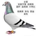 晨轩鸽店的LOGO