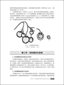 马铃薯良种繁育与栽培技术 第2版 马铃薯高产栽培关键技术大全 蔬菜种植教程 马铃薯种植技术书 无土栽培技术
