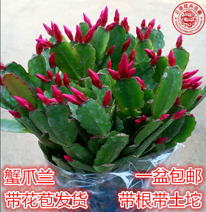 蟹爪兰花苗 客厅绿植盆栽花卉 蟹爪兰带根带花苞发货 当年开花