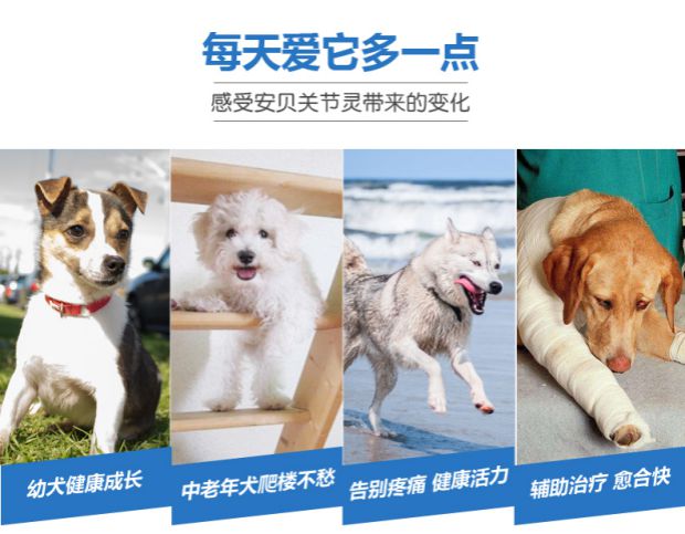 Khớp xương bảo vệ thú cưng, chó con lớn và trung bình, khớp xương, Shujinmao, mèo, chondroitin, khớp, máy tính bảng - Cat / Dog Health bổ sung sữa cho mèo con mới đẻ