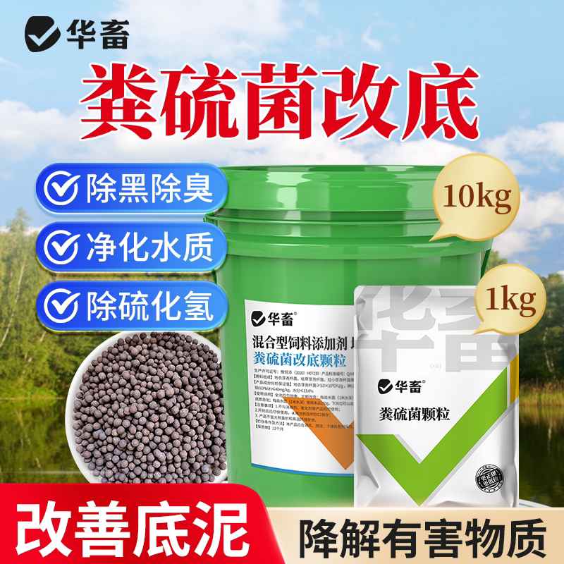 华畜粪粪硫菌改底颗粒水产养殖硫化氢氧化菌硫细菌底改王生物底改