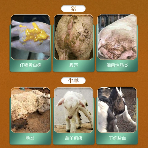 5 бутылок китайского животного Huoxiangzheng Жидких зверей с охлаждением и разрешением летней пероральной жидкости, свиньи, коровы, овец, антиагрессивной курицы, утки и гусей праведности