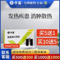 Huafu Veterinary medicine Veterinary Banlangen injection Horse cattle medicine Sheep medicine Pig medicine Hyperthermia pneumonia influenza piglets dysentery