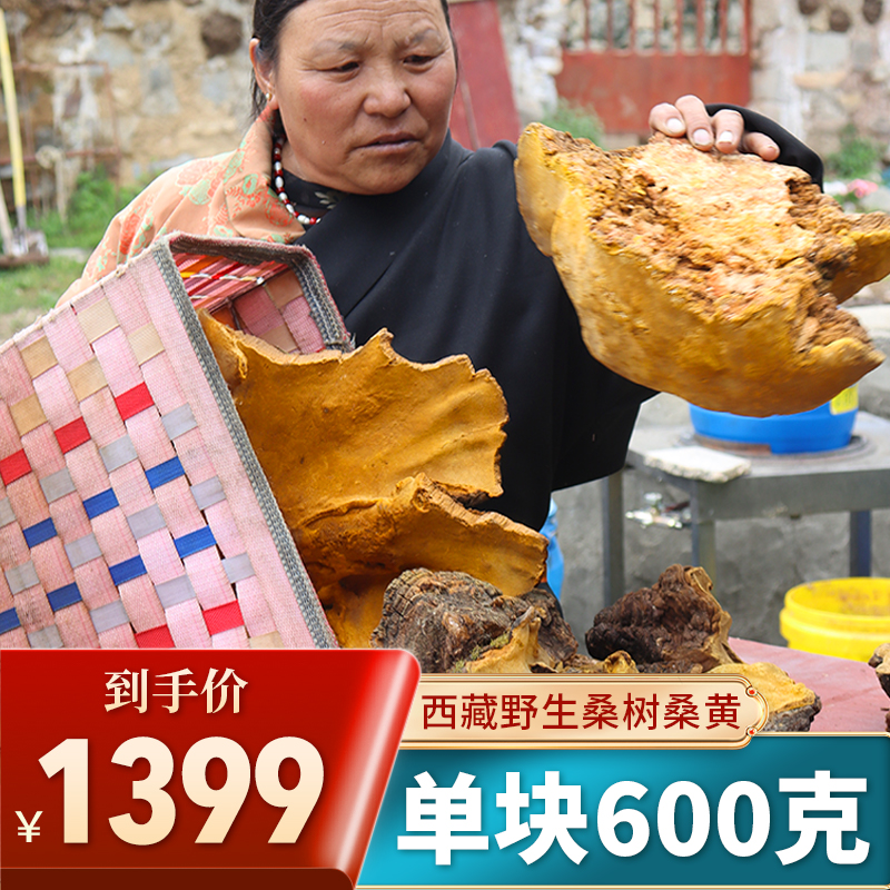 (30 years or more than 600 grams per piece) Tibet straight hair wild Phellinus glabra and Ganoderma lucidum autonomous region special grade