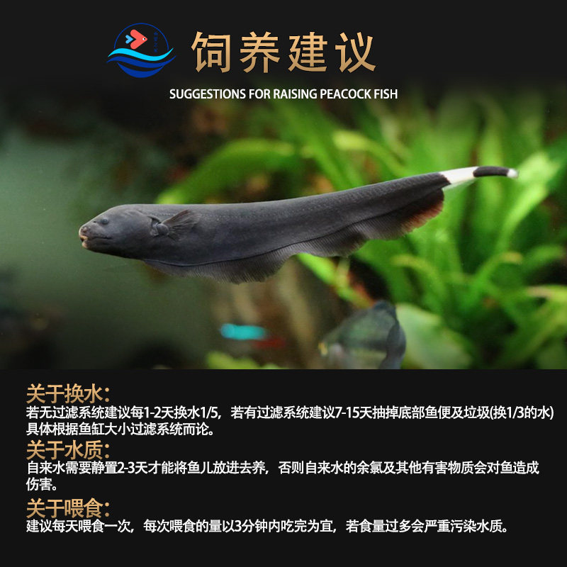黑魔鬼羽毛刀鱼,热带水族箱里的新宠?🐠深度解析与选购指南-鱼-淘宝好物网